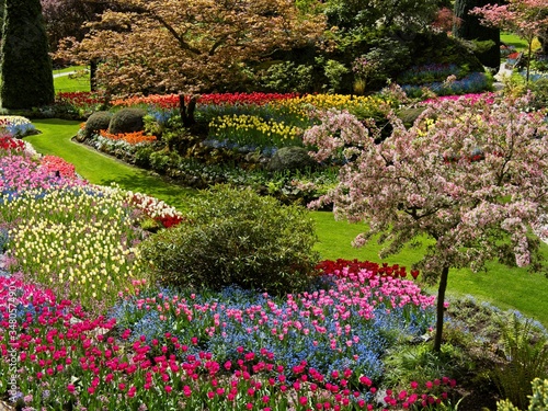 Lush garden blooming in the spring with colorful tulips on the flower beds