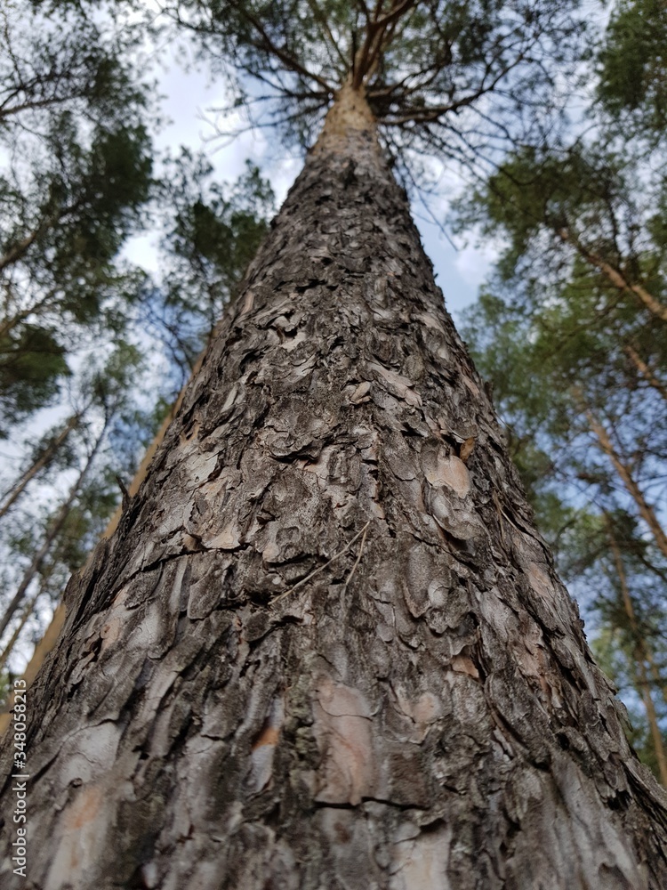 Pine trunk against the blue sky Pine trunk against the blue sky