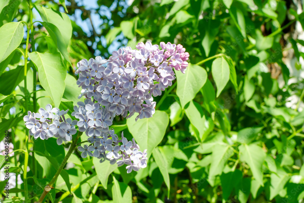 spring lilac branches blooming in the sky spring lilac branches blooming in the sky