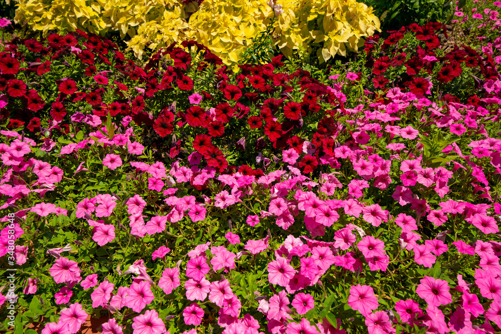 Colorful flower bed in the spring