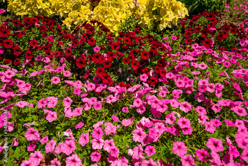 Colorful flower bed in the spring