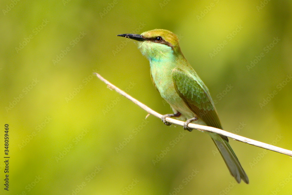 Obraz premium bee eater perched on branch