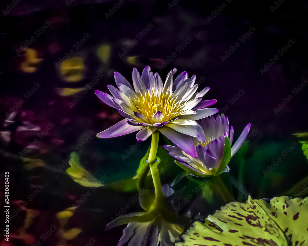A bright violet and yellow water lily. A bright violet and yellow water lily.