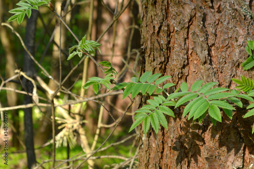Natural little green fern in spring forest.