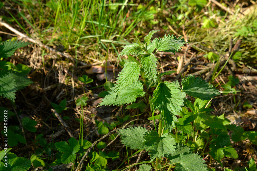 nettle in the spring forest. Common nettle, stinger plant during flowering in natural environment nettle in the spring forest. Common nettle, stinger plant during flowering in natural environment