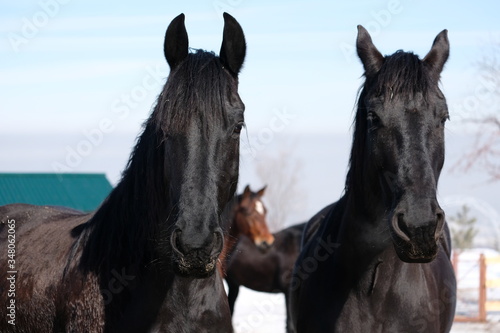 Horses in an open stall of an equestrian club. Animals outdoors in winter