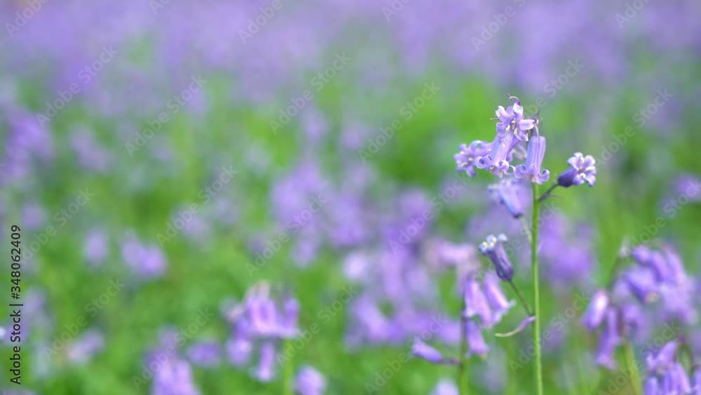 General views and details of the english bluebell in woods in lkley, West Yorkshire kingdom, wildflower, landscape, wild, e General views and details of the english bluebell in woods in lkley, West Yorkshire kingdom, wildflower, landscape, wild, e