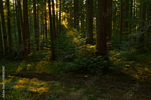 Fir tree forest with moss and green  vegetation. Natural coniferous forest of the Carpathians. Fir forest in the Carpathians. European silver fir forest.