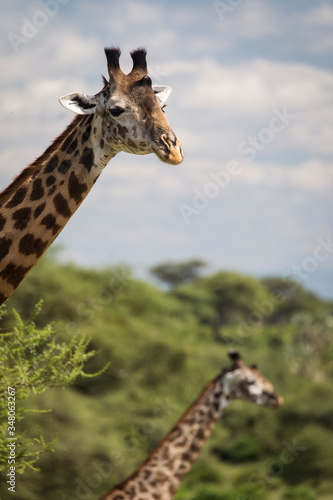 Beatiful girrafe during safari in Tarangire National Park  Tanzania..