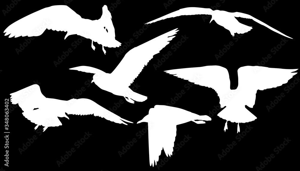group of six isolated on black seagull silhouettes group of six isolated on black seagull silhouettes