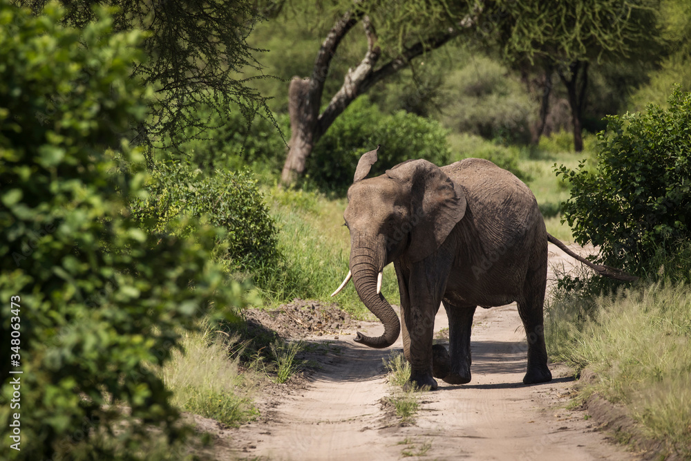 Beautiful elephants during safari in Tarangire National Park, Tanzania.