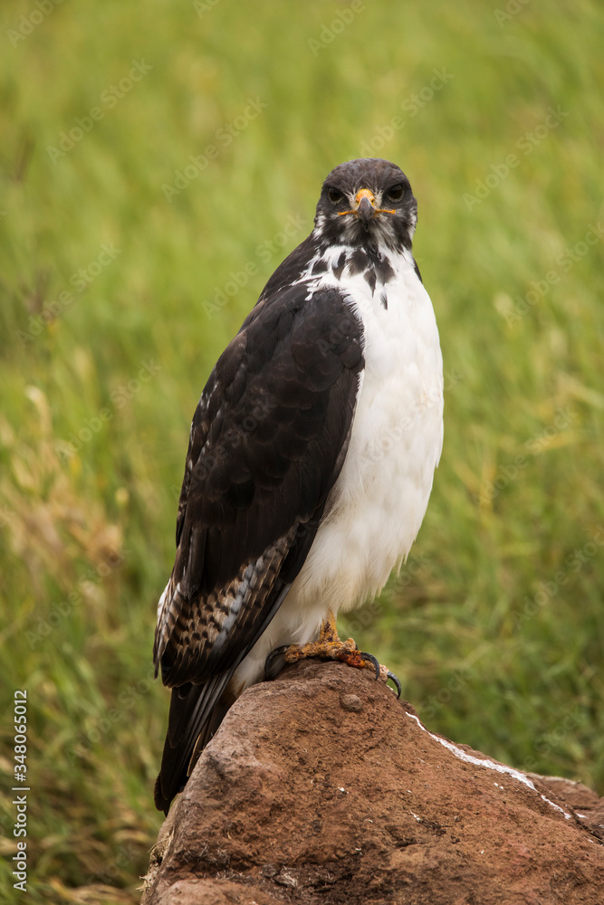 Fototapeta premium Young hawk resting during safari in Ngorongoro National Park, Tanzania. Green grass and yellow flowers around it. Wild nature of Africa.
