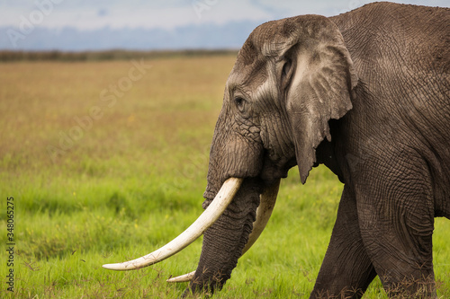 Elephant eating grass during safari in National Park of Ngorongoro  Tanzania.. Wild nature of Africa.