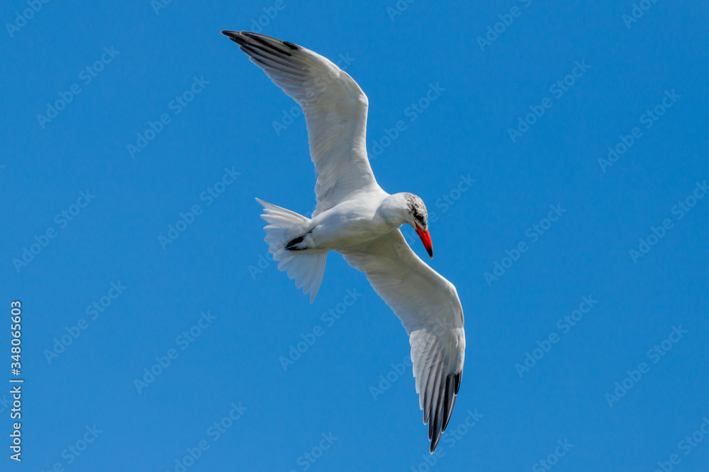 Caspian Tern hunting in New Zealand Caspian Tern hunting in New Zealand