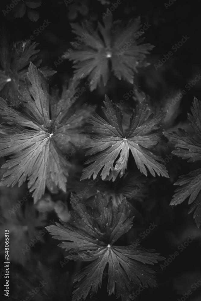 Natural background from plants