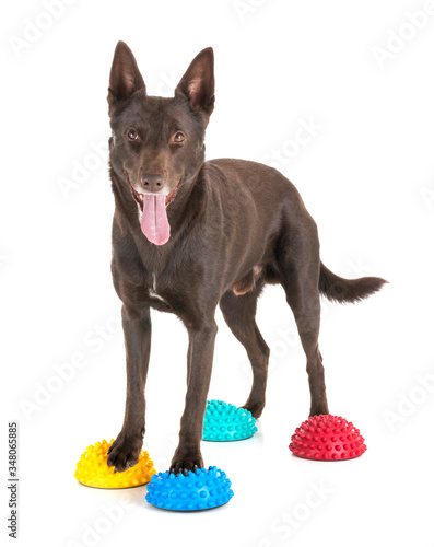Фотография Australian Kelpie in studio