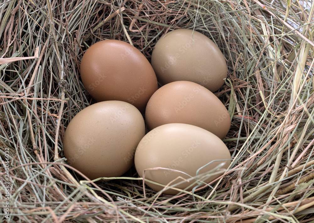 pheasant eggs in studio