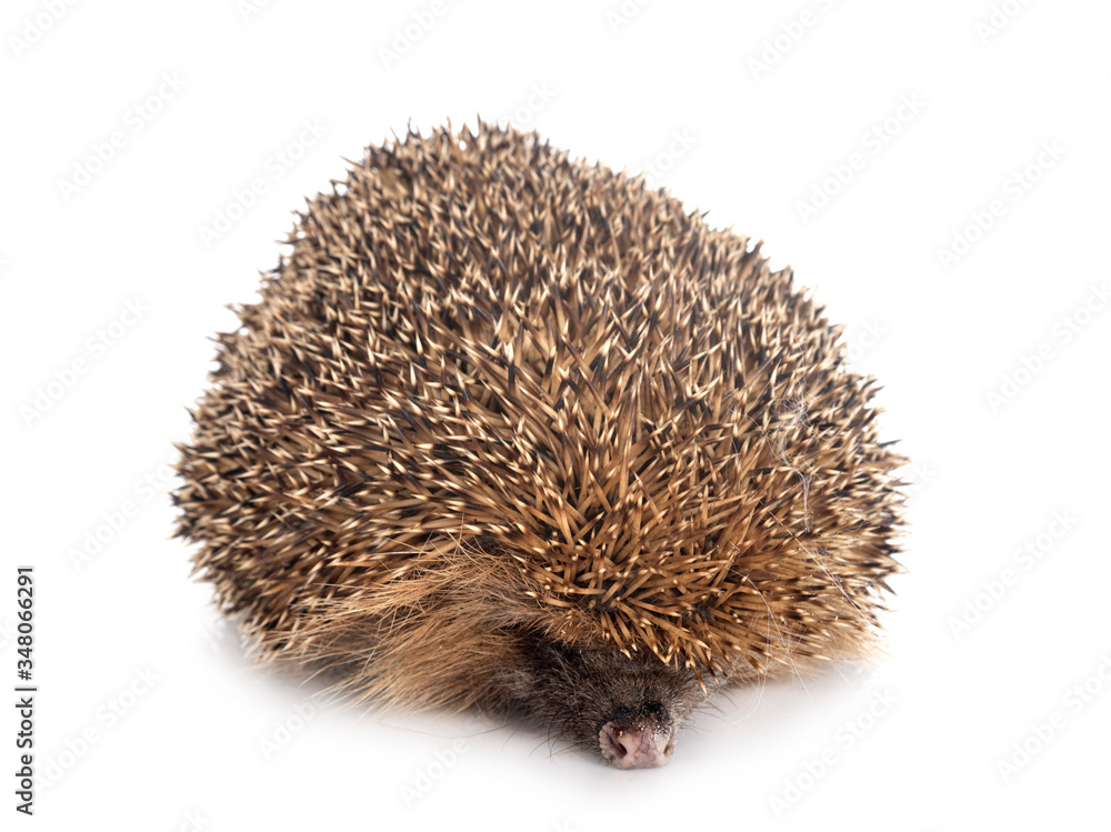 Obraz premium European hedgehog in studio