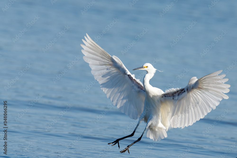 Little Egret in New Zealand Little Egret in New Zealand