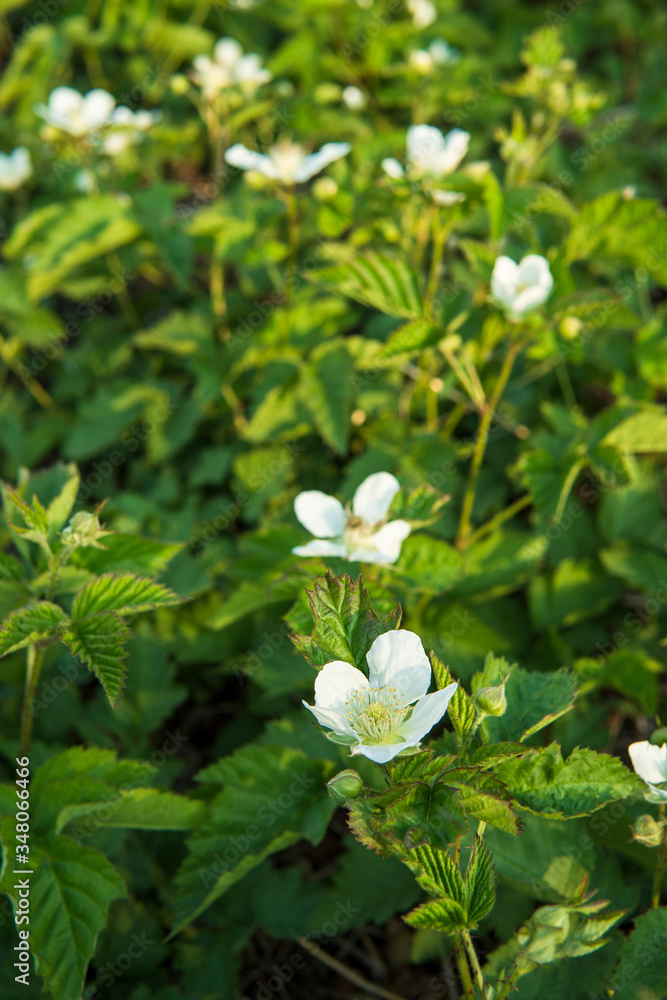 群生したキイチゴの花/Rubus palmatus 群生したキイチゴの花/Rubus palmatus