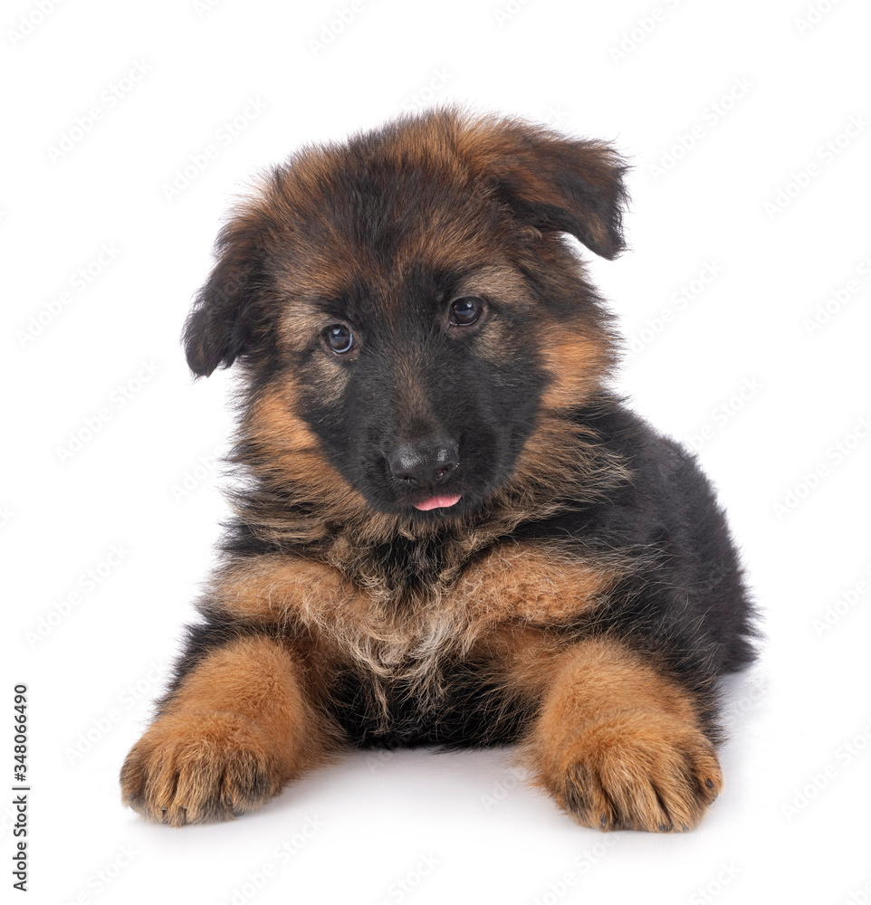 puppy german shepherd puppy german shepherd