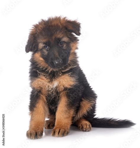 puppy german shepherd © cynoclub