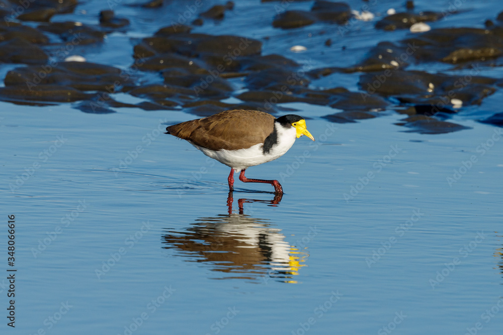 Masked Lapwing or Spur-winged Plover Masked Lapwing or Spur-winged Plover