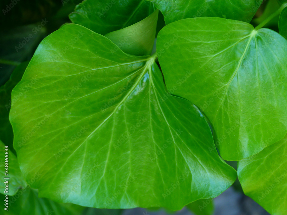 bright green Boston Ivy waxy leaves in bright sunlight. shiny white reflections. background image. freshness and outdoors concept. beauty in nature. macro view of two large leaves. bright green Boston Ivy waxy leaves in bright sunlight. shiny white reflections. background image. freshness and outdoors concept. beauty in nature. macro view of two large leaves.
