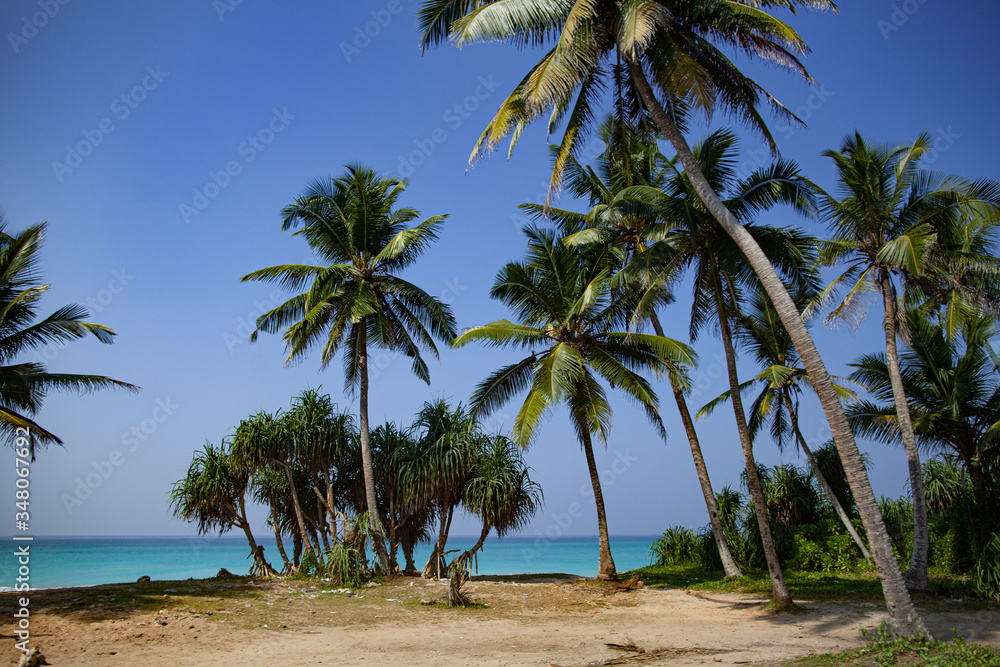 Fototapeta premium Palm trees grow on the seashore of the ocean with blue water.
