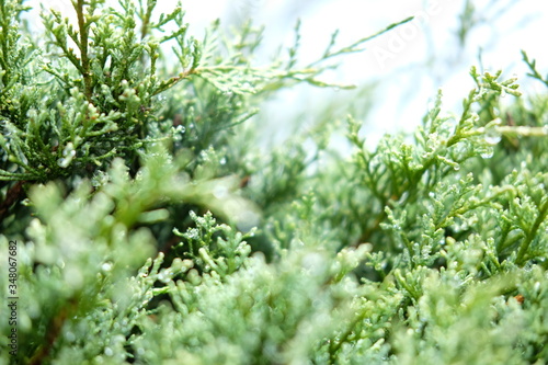 The dark green of pine leaf