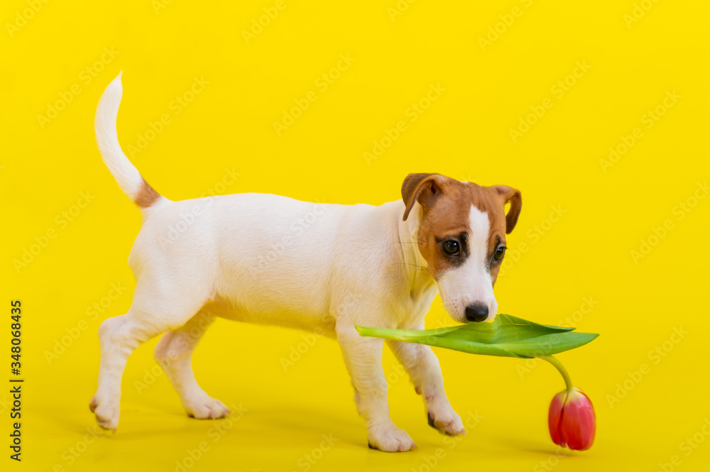 Puppy Jack Russell Terrier plays with a red tulip bud. Shorthair thoroughbred little dog cheerfully eats a spring flower on a yellow background.