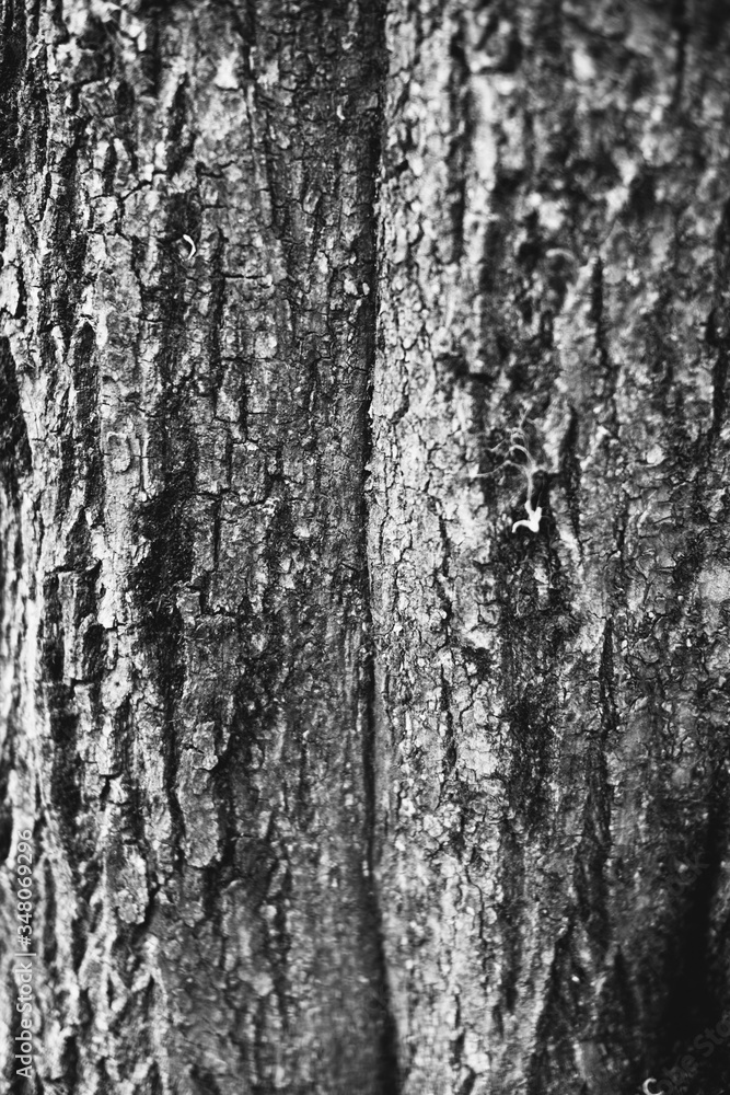 magic forest, roots and branches magic forest, roots and branches