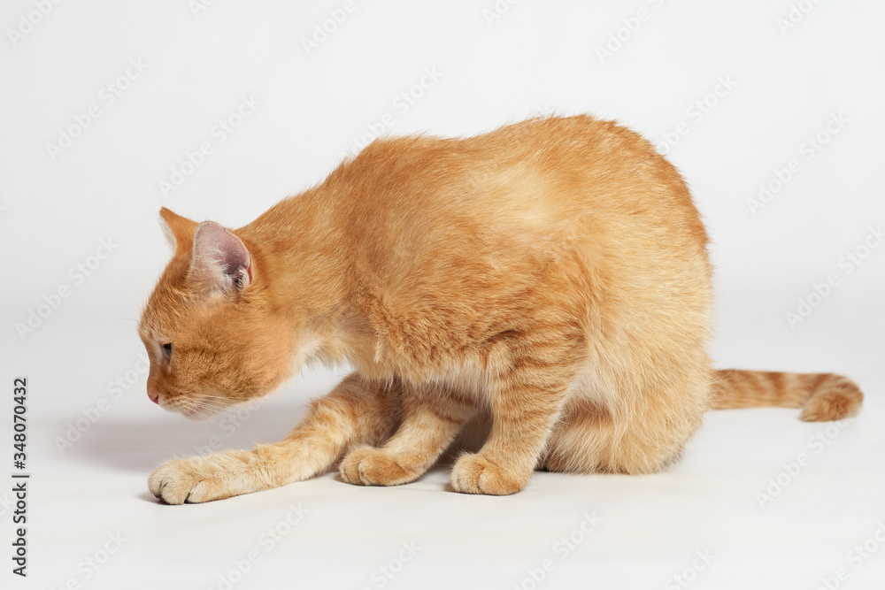 Beautiful red cat sniffs while sitting on a white background