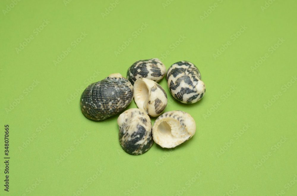 Shells on green background Shells on green background