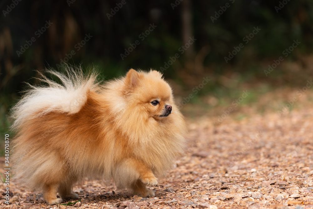 Cute dog pomeranian standing in garden and making funny face feeling so happiness and fun,Selective focus,Dog Friendly Concept.