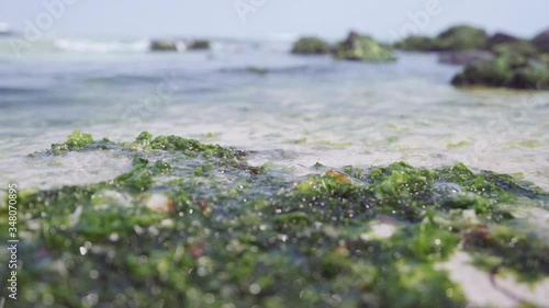 Algae with incoming waves on Hamdeok Beach on Jeju Island, South Korea, low angle close shot in slow motion. photo