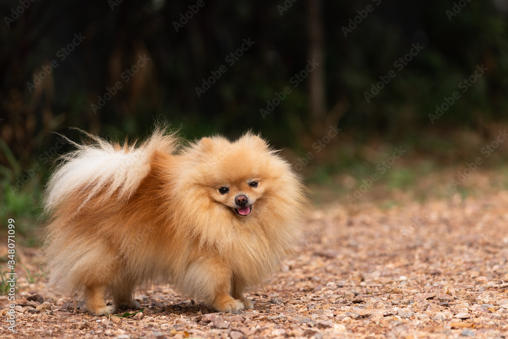 Cute dog pomeranian standing in garden and making funny face feeling so happiness and fun,Selective focus,Dog Friendly Concept. Cute dog pomeranian standing in garden and making funny face feeling so happiness and fun,Selective focus,Dog Friendly Concept.