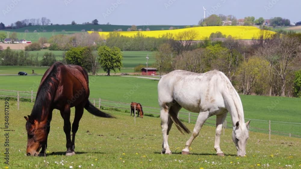 Three horses eating grass in spring time, Sweden Three horses eating grass in spring time, Sweden