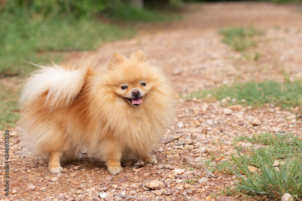 Cute dog pomeranian standing in garden and making funny face feeling so happiness and fun,Selective focus,Dog Friendly Concept. Cute dog pomeranian standing in garden and making funny face feeling so happiness and fun,Selective focus,Dog Friendly Concept.