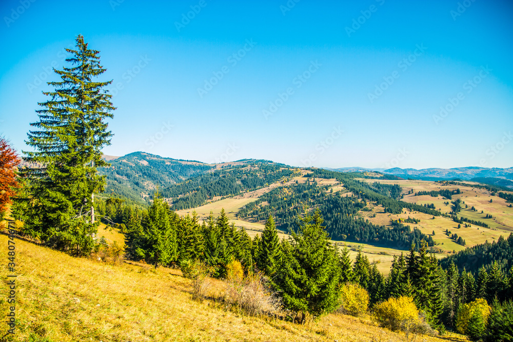 Transylvanian autumn landscape with pine