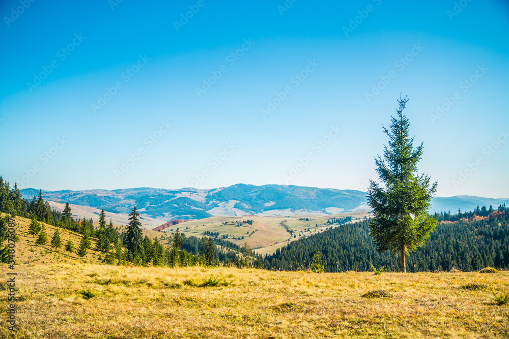 Transylvanian mountains with pine