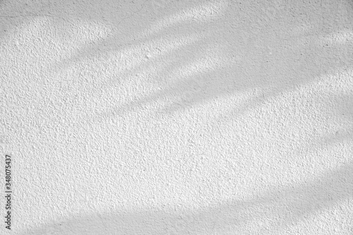 shadow of leaf tree on white texture wall - black and white gray background