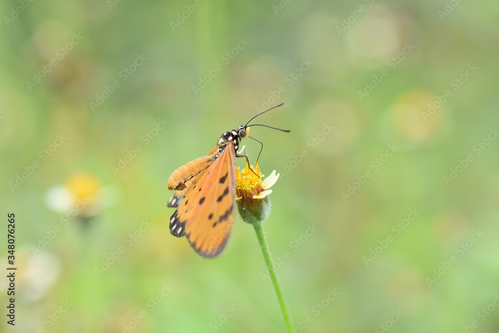 Obraz premium The orange-colored butterfly with black dots is eating water from flowers.