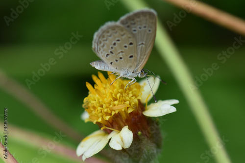 Tiny butterfly Sucking water from yellow pollen © suntisook