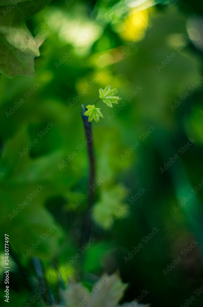 First spring conker chestnut leaf growing. First spring conker chestnut leaf growing.