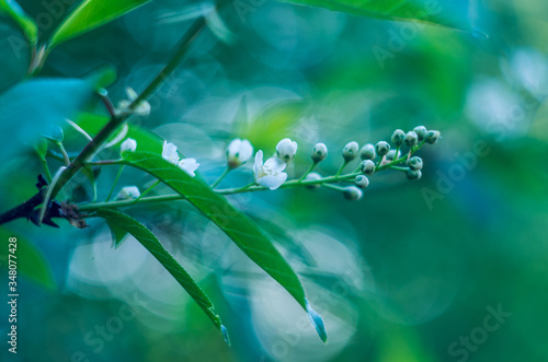 Tiny white tree blossom in the sunset with interesting bokeh © Radim Glajc