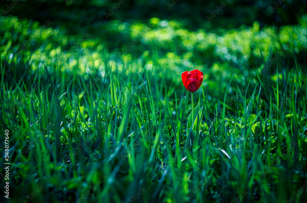 Detail of isolated red poppy (common poppy) flower. Papaver rhoeas. Detail of isolated red poppy (common poppy) flower. Papaver rhoeas.