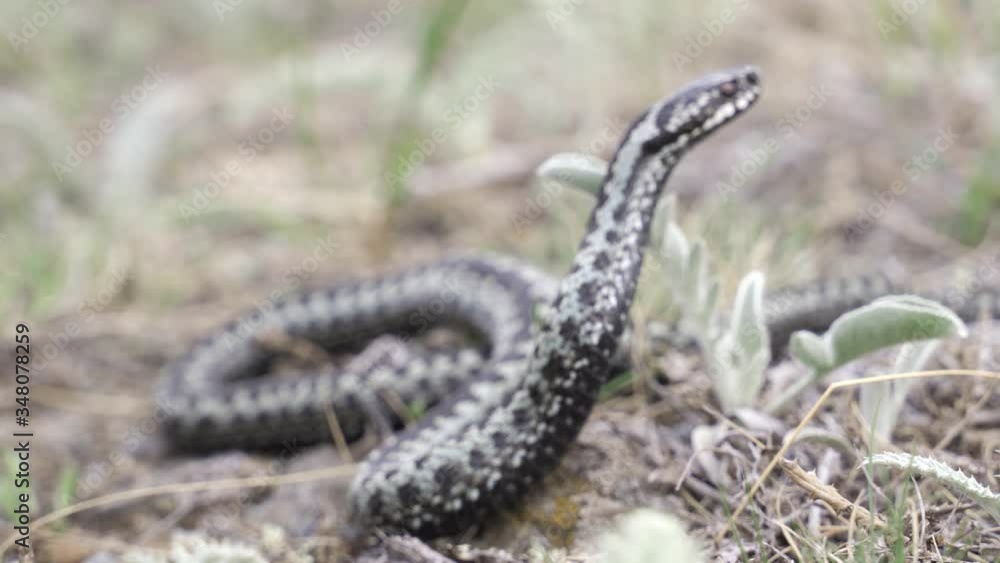 Venomous adder viper snake (Vipera berus) attack and bite Venomous adder viper snake (Vipera berus) attack and bite