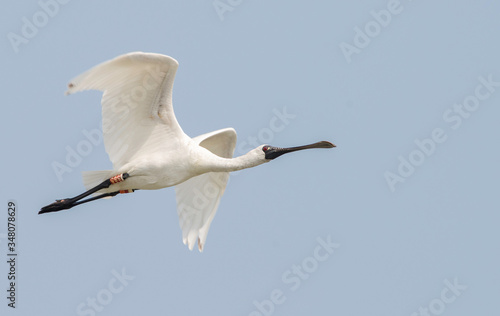 Critically endangered black-faced spoonbill in flight