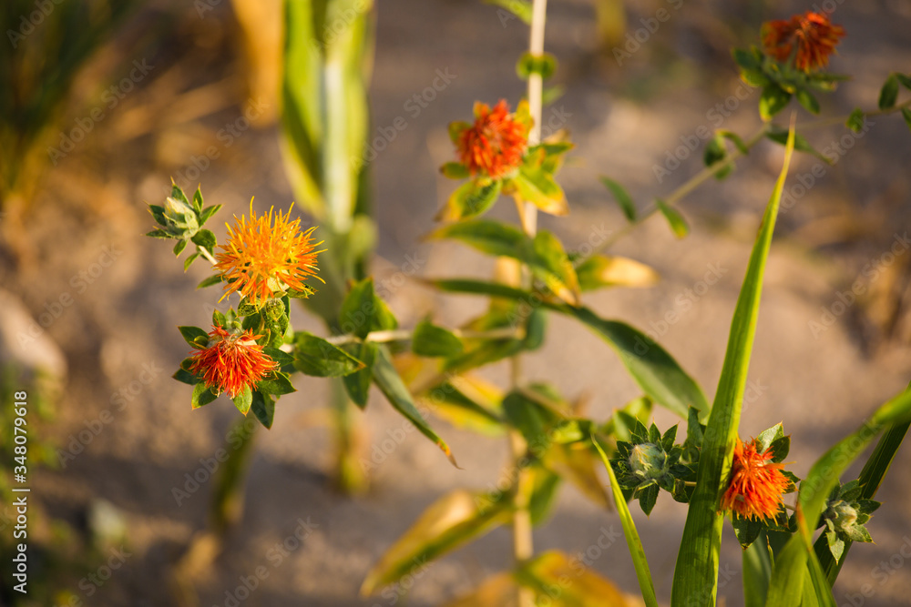 wild flowers Morning field background with wild flowers wild flowers Morning field background with wild flowers